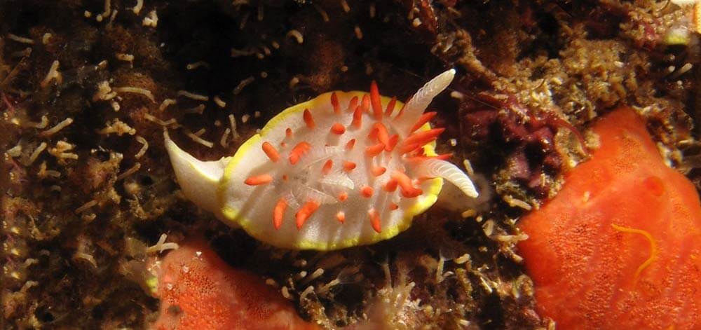 Diaphorodoris papillata -Nudibranch Marine Life Guide