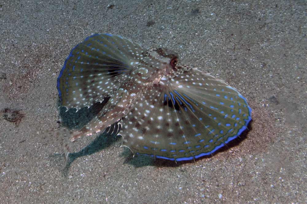 Flying Gurnard (Dactylopterus volitans) showing wings in Gozo Malta