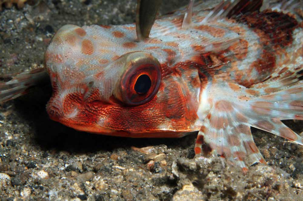 Flying Gurnard Macro Photo close up in Gozo