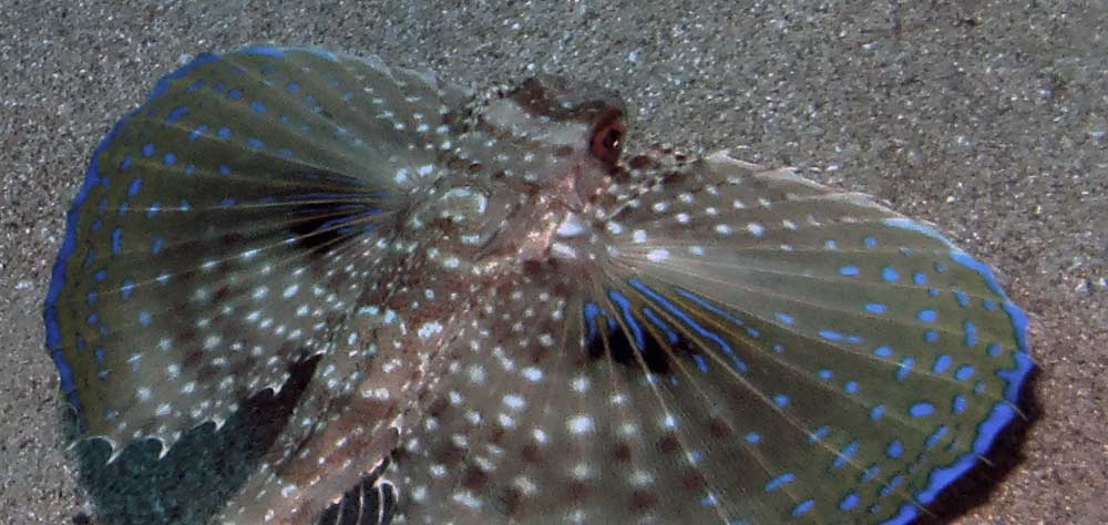 Flying Gurnard wings open close up