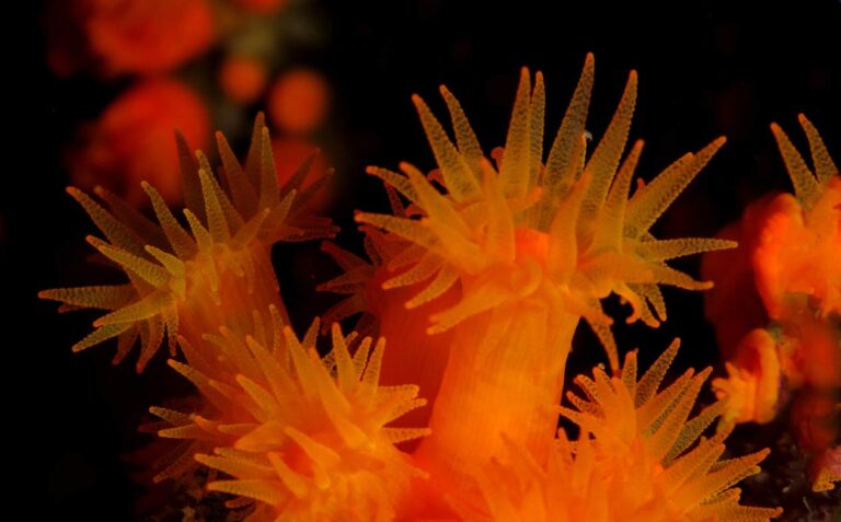 Orange Coral Marine Life Guide Malta