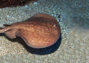 Marbled Electric Ray Gozo Malta