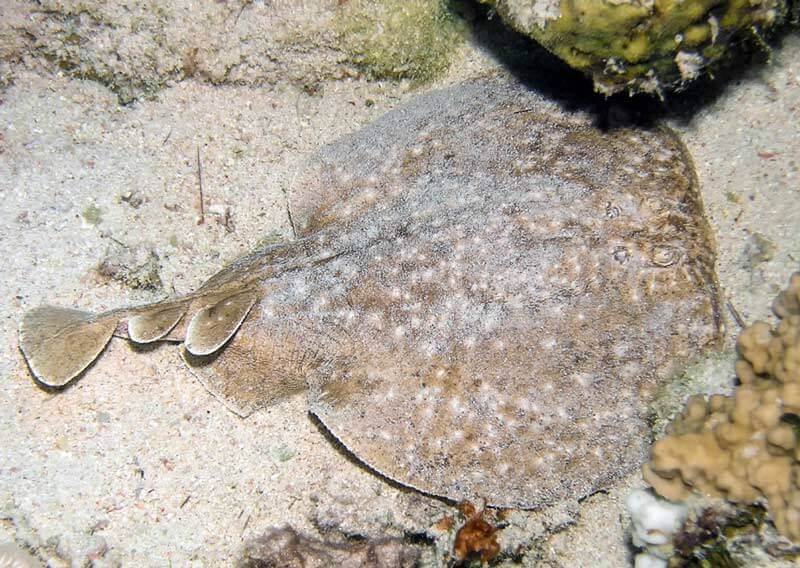 Marbled electric ray Malta Marine Life Guide