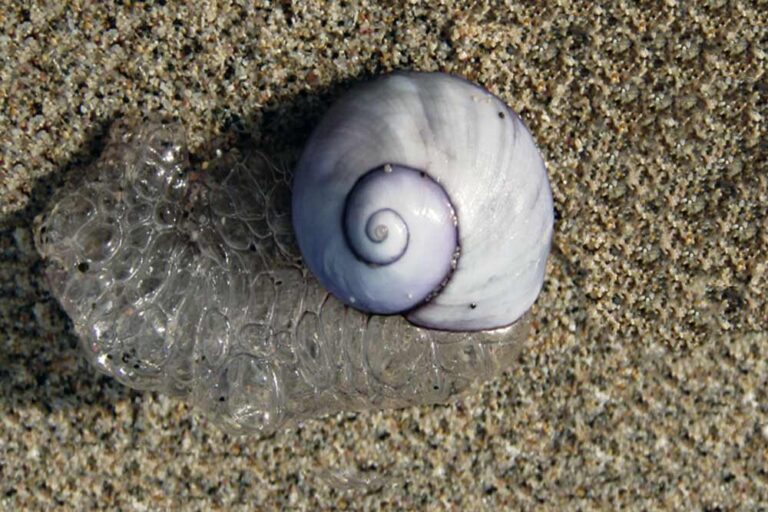 Purple Snail Marine Shells found in Malta