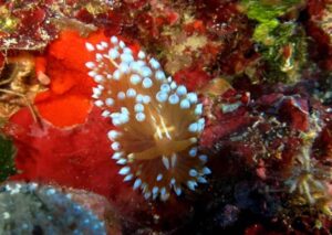Janolus cristatus Nudibranch diving Malta