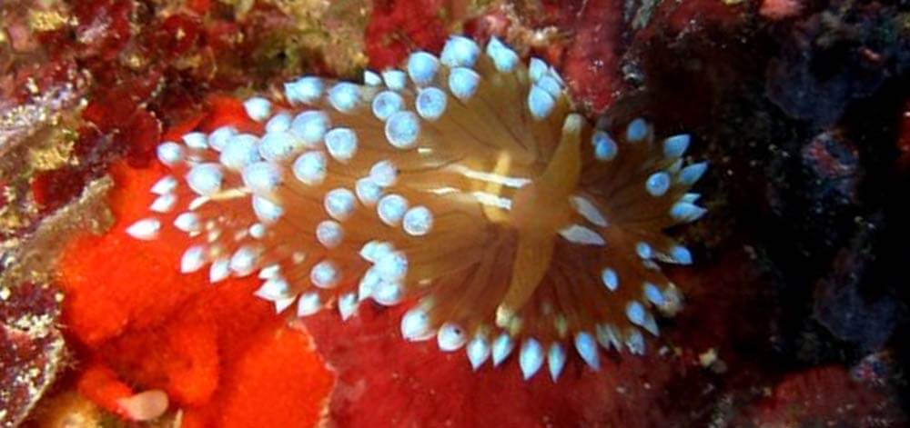Janolus cristatus Sea slug diving in Malta