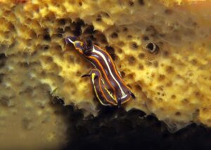 Felimare tricolor Nudibranchs Gozo