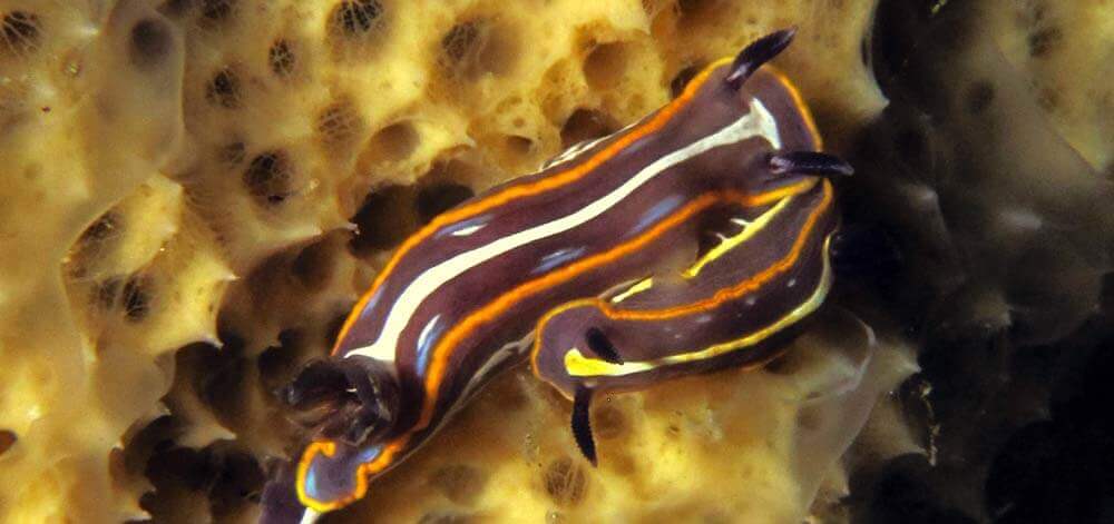 Felimare tricolor Nudibranchs Gozo Sea Slugs