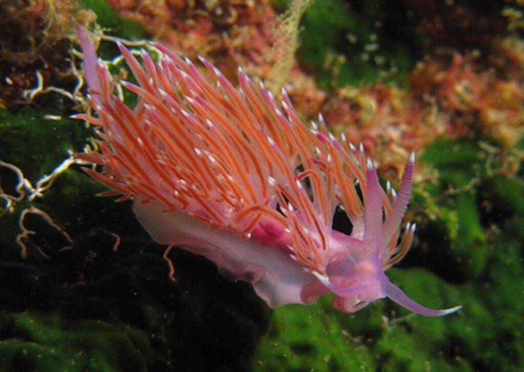 Flabellina pedata nudibranch Gozo Malta