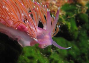 Flabellina pedata sea slug close up gozo