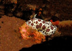 Peltodoris atromaculata Gozo Malta Marine Life Guide