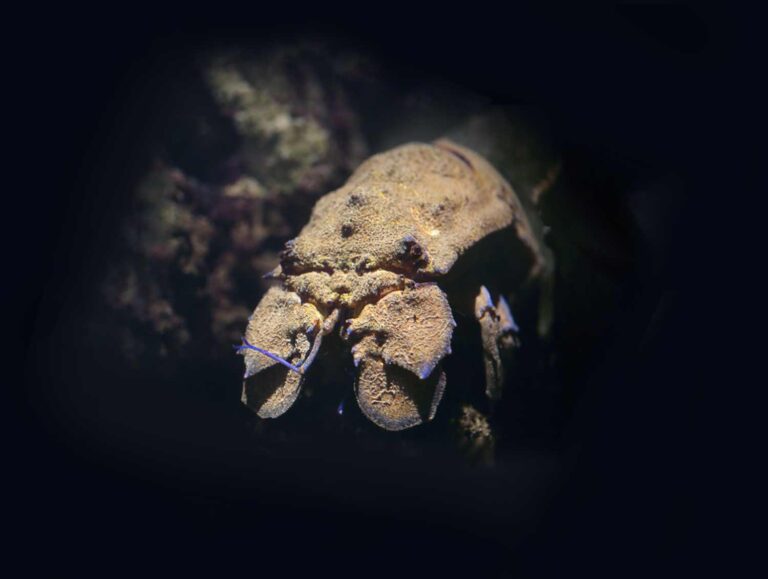 Pygmy Locust Lobster close underwater macro Phtography Malta