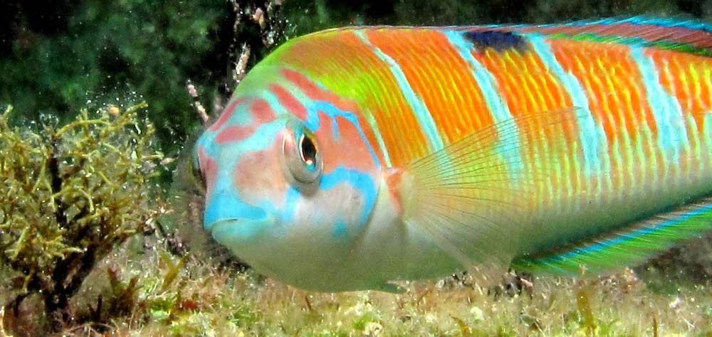 Macro shot of Ornate Wrasse Fish in Gozo Malta