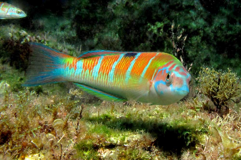 Ornate Wrasse known as Thalassoma pavo Underwater Photography in Gozo