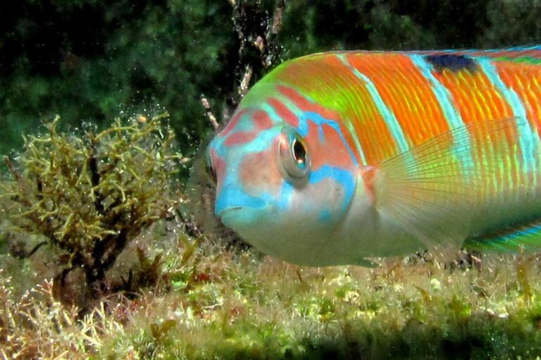 Ornate Wrasse fish at Gozo Coral Reef