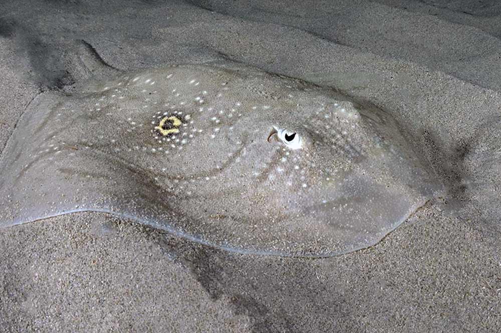 Mediterranean Rough Skate in the waters of Gozo