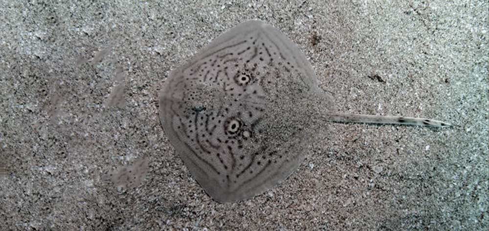 Mediterranean Rough Skate on a sandy bottom in Gozo