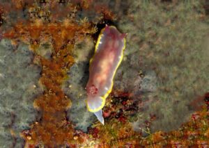 Felimida purpurea Atlantis Gozo Nudibranch Guide