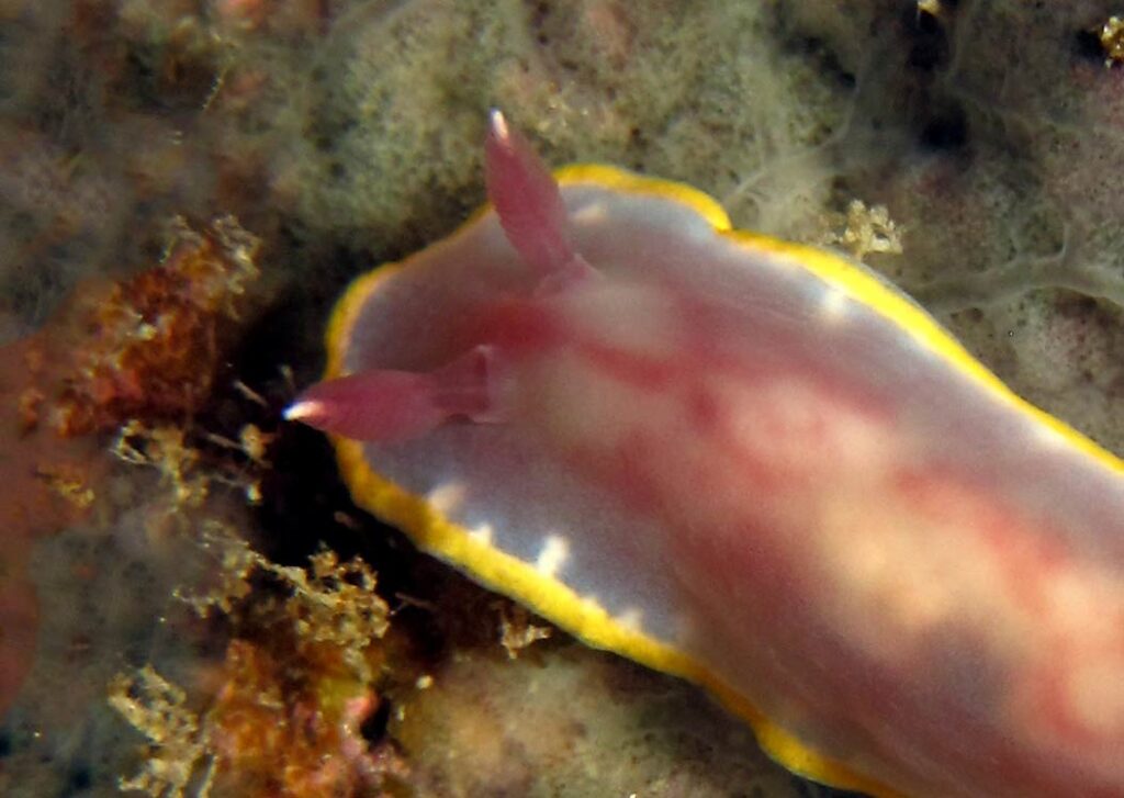 Felimida purpurea nudibranch Gozo