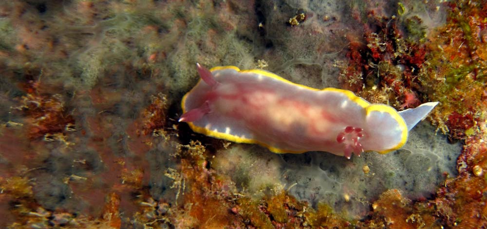 Felimida purpurea nudibranch