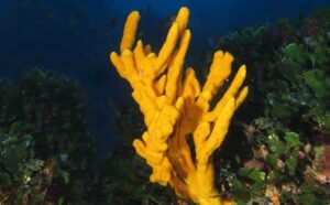Antlers Sponge Coral Marine Life Guide Malta