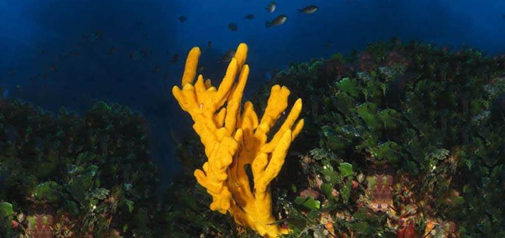 Antlers Sponge Coral Guide Gozo