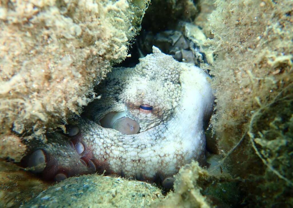 Common Octopus Gozo
