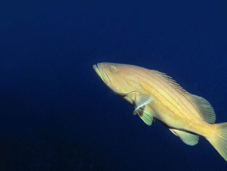 Golden Grouper fish in Malta