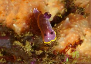 Felimida krohni Nudibranch Marine Life Malta