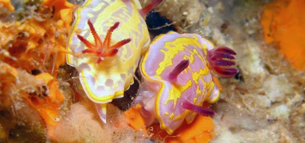 Hypselodoris Felimida krohni nudibranch in gozo