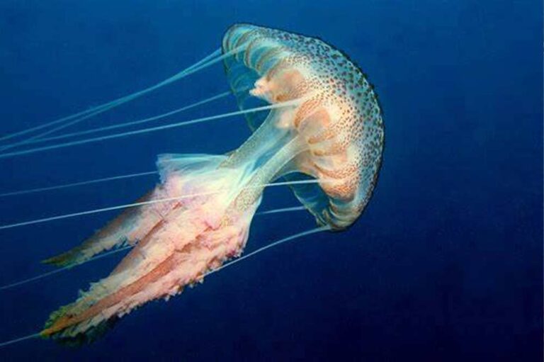 Purple Striped Jellyfish in Malta