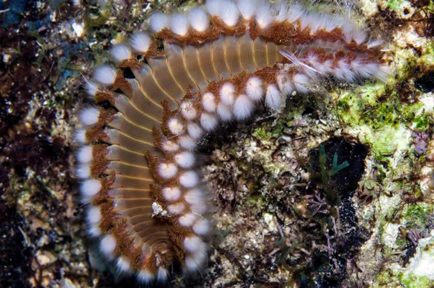 Bearded Fireworm Marine Life