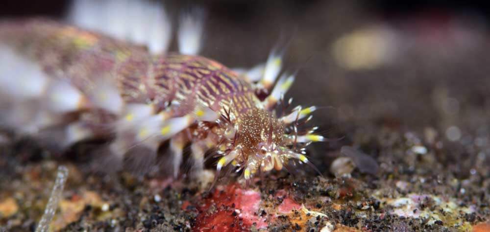 Bearded Fireworm Macro Underwater Photo