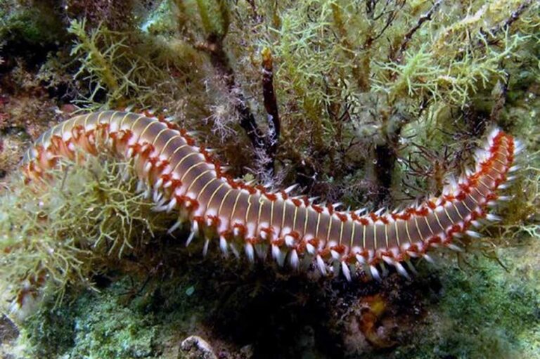 Bearded Fireworm at Xlendi Bay Gozo