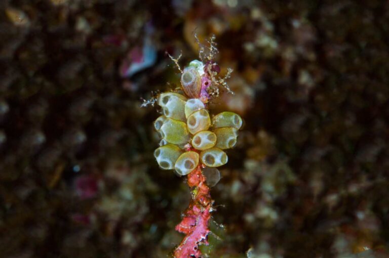 Light Bulb Tunicate