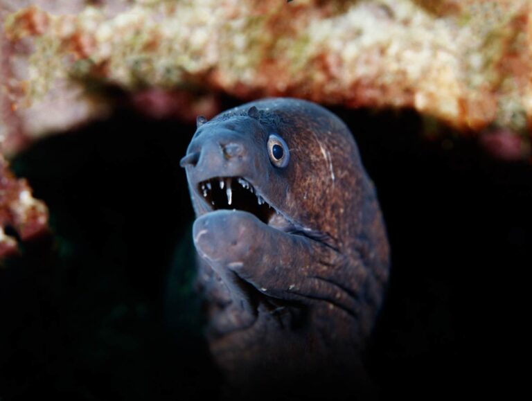 Moray eel Underwater Photography in Gozo Malta