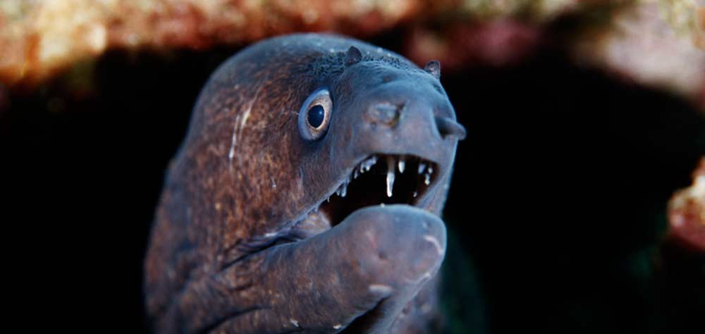 Mediterranean Moray eel in Gozo