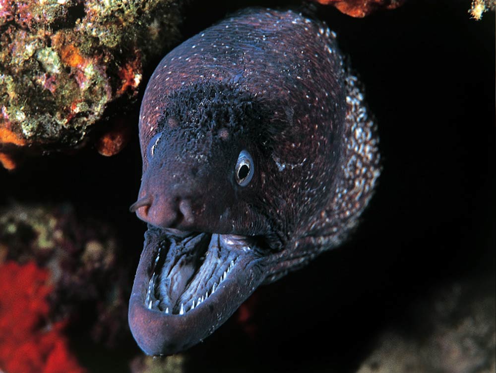 Moray eel in Mediterranean Waters of Malta