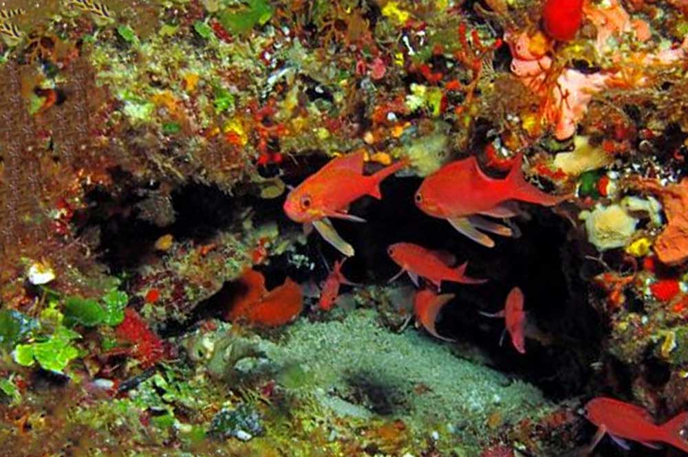 Anthias anthias Gozo Marine Life