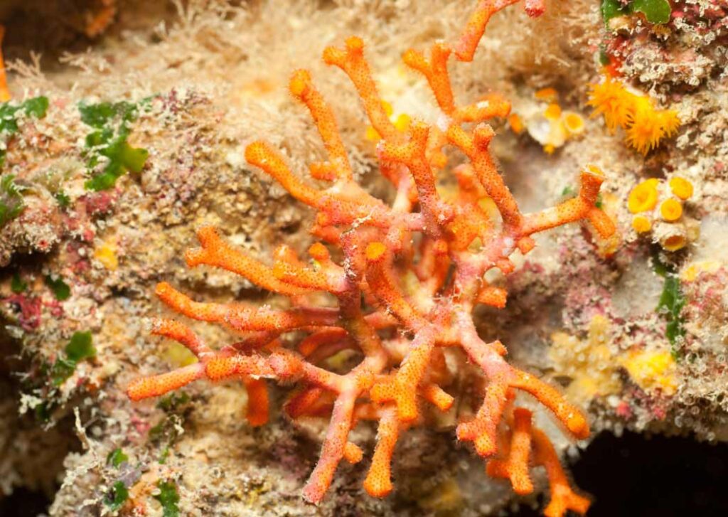False Coral Myriapora truncata Malta Marine Coral Guide