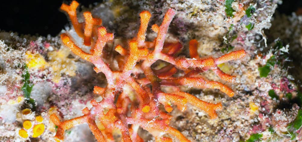 False Coral species Gozo Malta