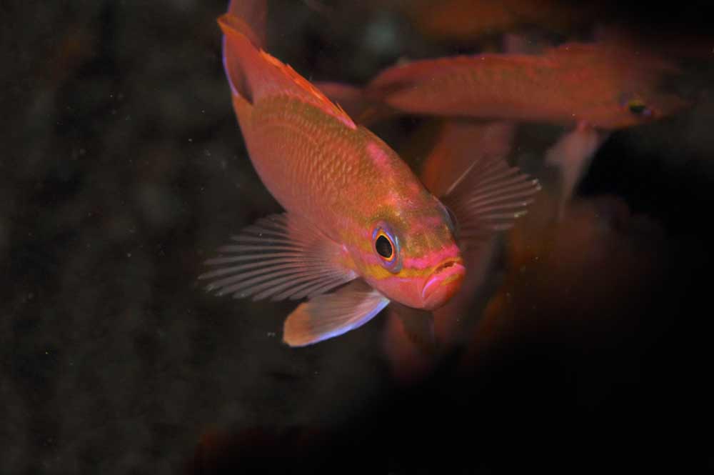 Swallowtail Seaperch Anthias anthias Malta Marine Life