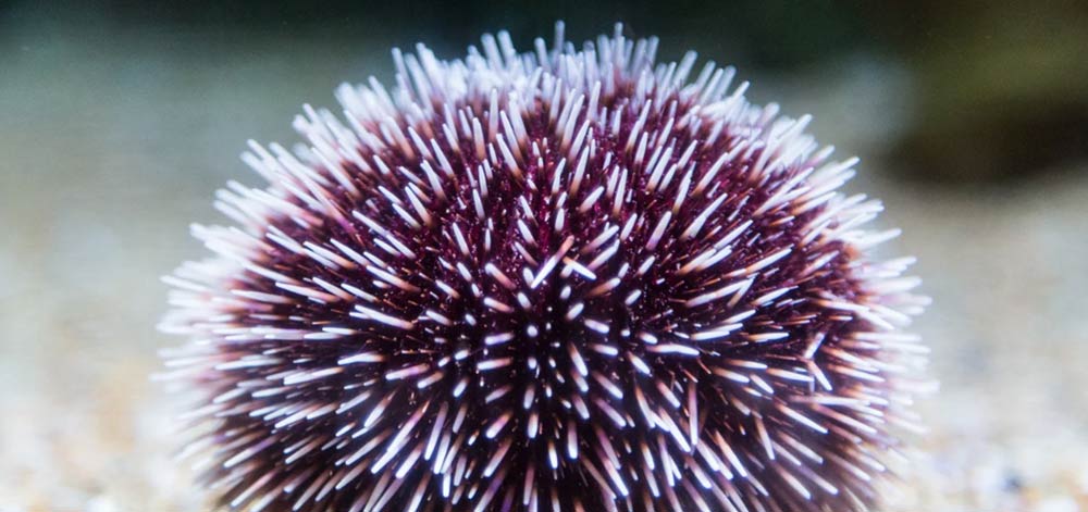 Purple Sea Urchins Closeup Gozo Malta