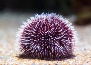 Purple Sea Urchins Gozo Malta