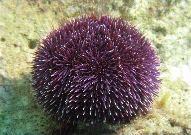 Purple Sea Urchins Gozo Marine Life Guide