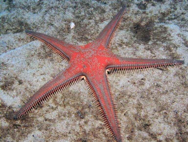 Red Comb Starfish in Gozo Malta