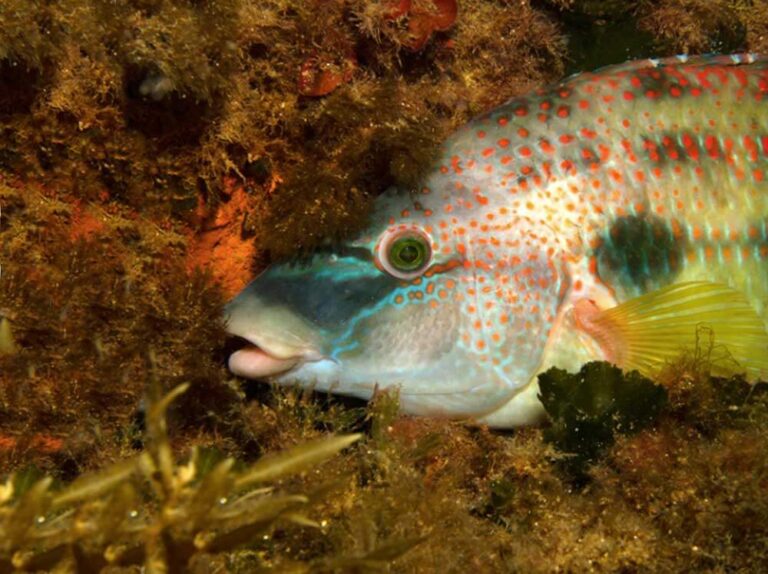 Peacock Wrasse in Malta