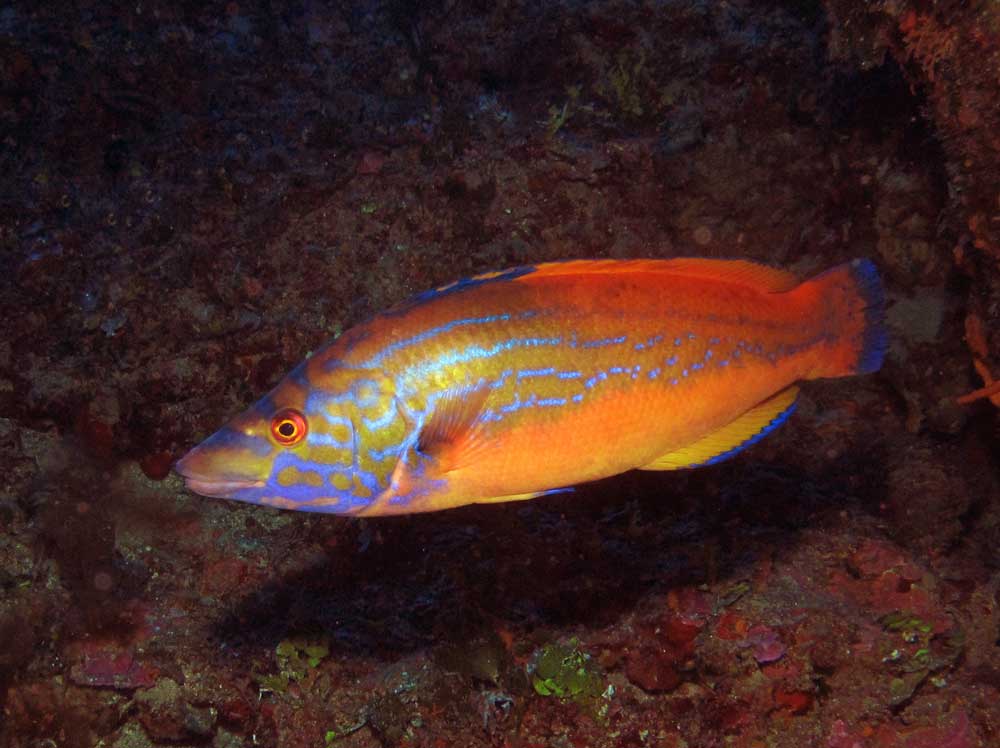 Cuckoo Wrasse Fish at Gozo Coral Reef