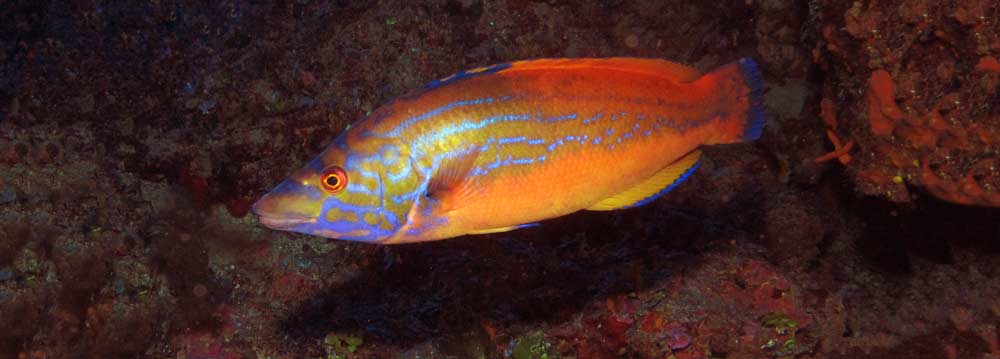 Cuckoo Wrasse