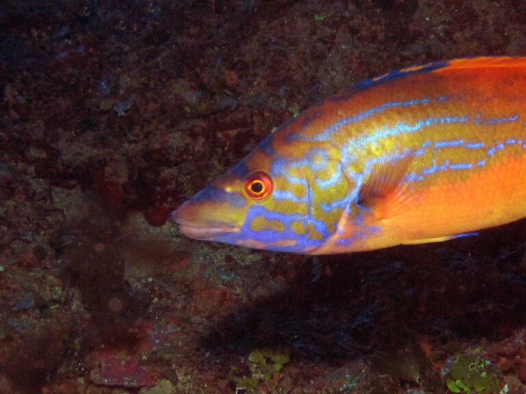 Cuckoo Wrasse close up in Malta